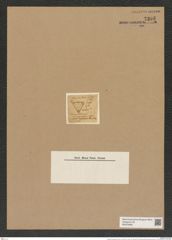 Triceratium pauperculum Grev. (de-Toni-Nr.: Genus 140, Species 3910) Zeichnungen Sammlung Grunow Nr. 7395 (NHMW-BOT-W0376466)